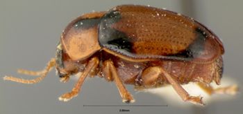 Media type: image; Entomology 9296   Aspect: habitus lateral view